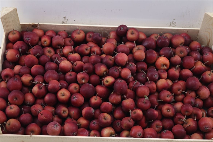 <h4>Sier Malusappel Dark Red 5kg P Box</h4>