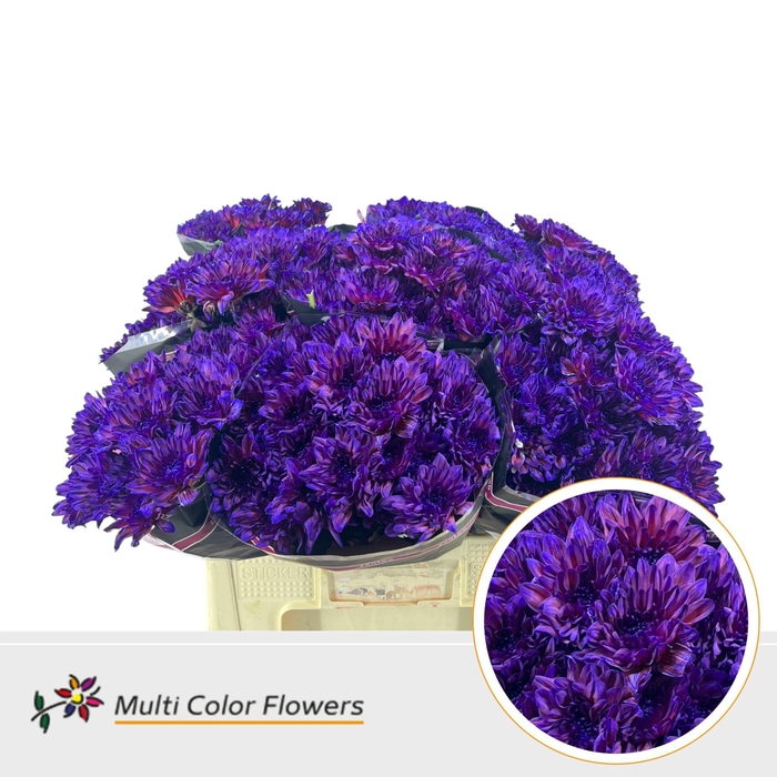 <h4>Chr. Tr 'Baltica' DYED Galaxy</h4>