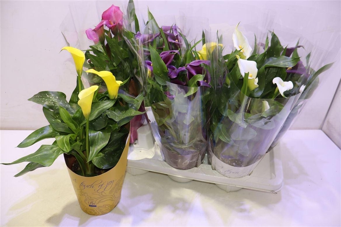 <h4>arr8 Zant Gem</h4>