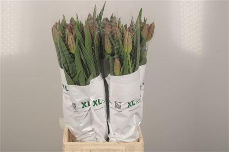 <h4>Tu Fr En La Romaine</h4>