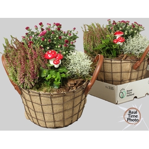 ARR TUINPLANTEN