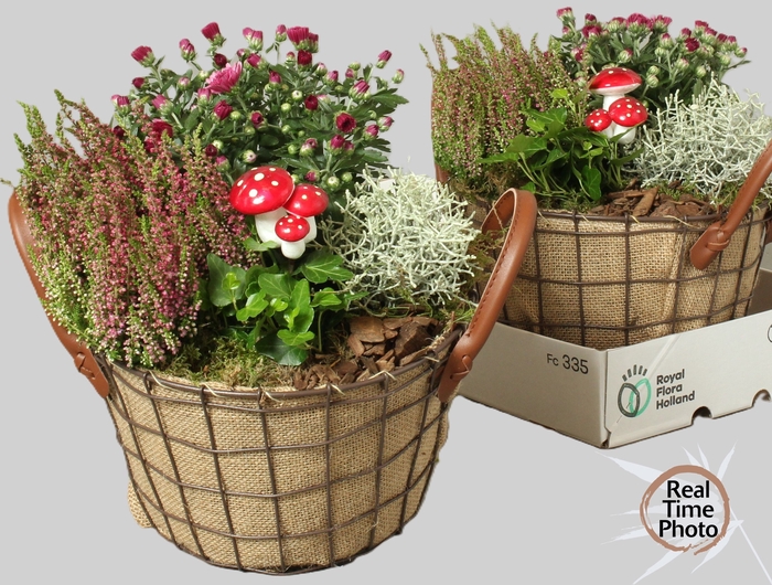 <h4>ARR TUINPLANTEN</h4>