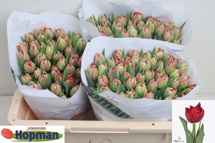 <h4>TU DU REMINDER</h4>