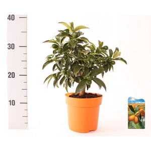 Citrus Kumquat Nagami medi-stem