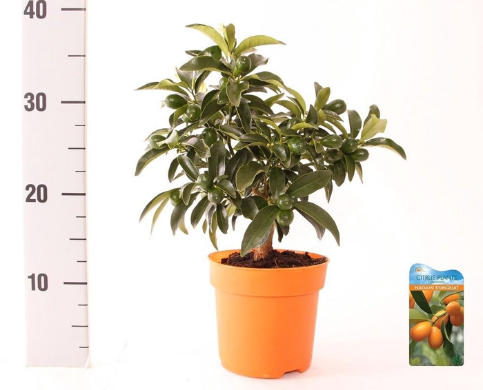 <h4>Citrus Kumquat Nagami medi-stem</h4>