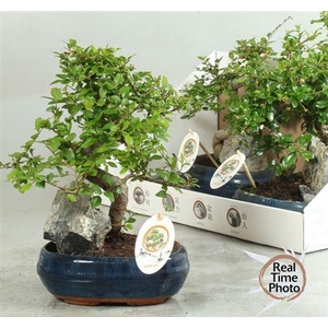 Bonsai Gem
