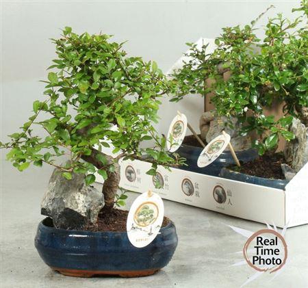 <h4>Bonsai Gem</h4>