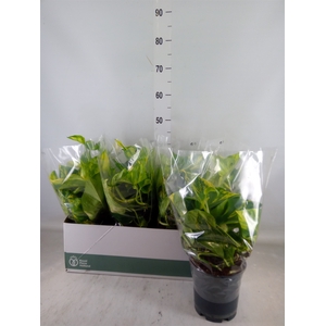 Epipremnum pinn. 'Aureum'