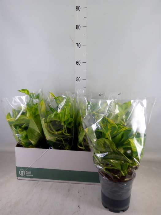 <h4>Epipremnum pinn. 'Aureum'</h4>