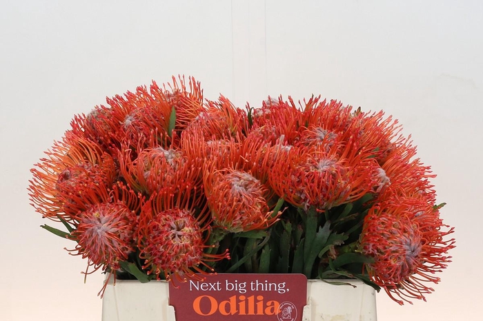 <h4>Nutans Tango</h4>