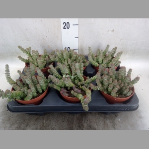 Crassula marnieriana