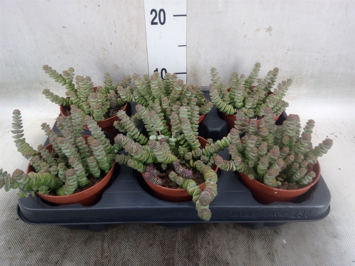 <h4>Crassula marnieriana</h4>
