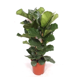 Ficus lyrata 2 per pot