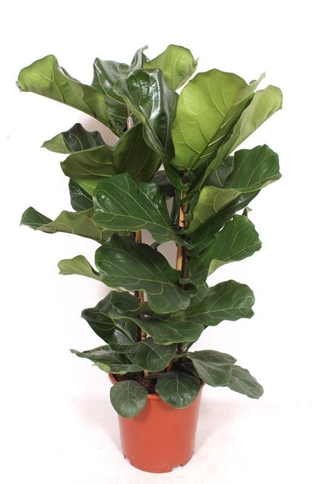 <h4>Ficus lyrata 2 per pot</h4>