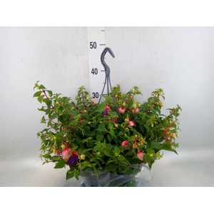 Fuchsia  'Bella Fuchsia Faya'