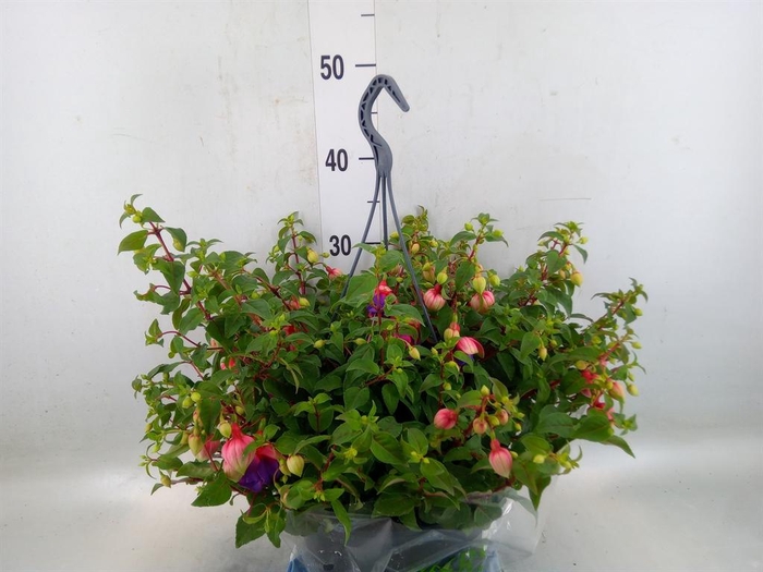 <h4>Fuchsia  'Bella Fuchsia Faya'</h4>