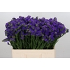 Limonium Navy Sun Birds