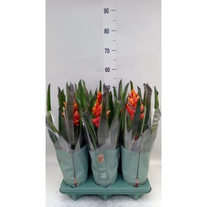 Aechmea  'Pepita Elegant Flames'