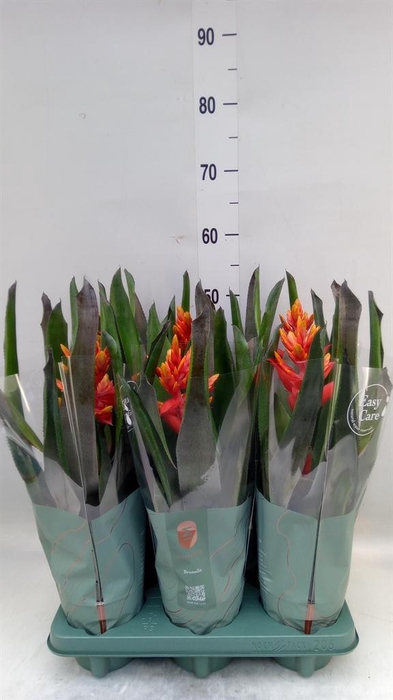 <h4>Aechmea  'Pepita Elegant Flames'</h4>