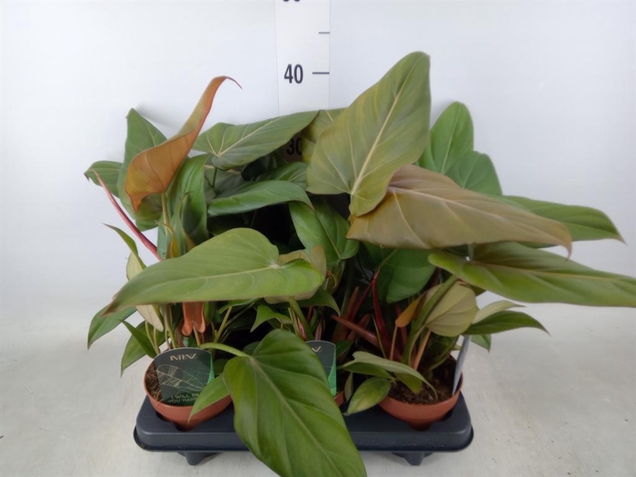 <h4>Philodendron ...</h4>