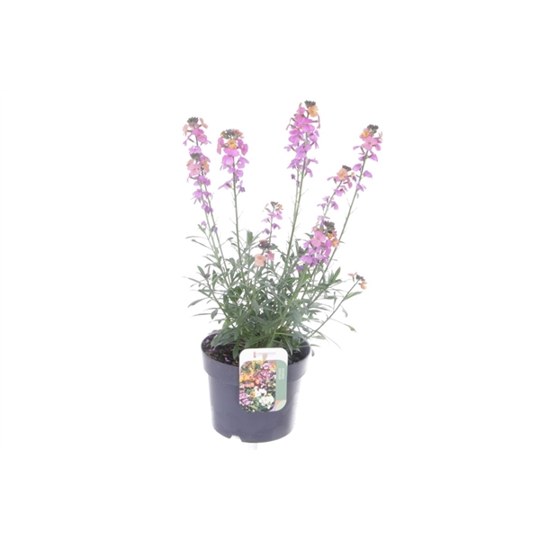 <h4>Erysimum lin. Leya Purple Glow</h4>
