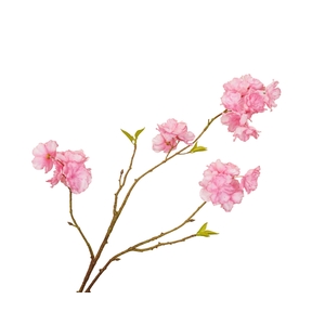 Prunus Cherry Blossom Pink