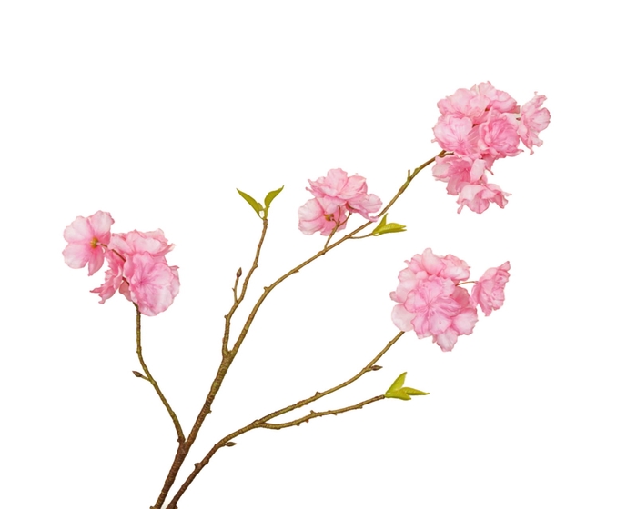 <h4>Prunus Cherry Blossom Pink</h4>