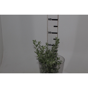 FOLHAGEM LEUCOPHYLLUM