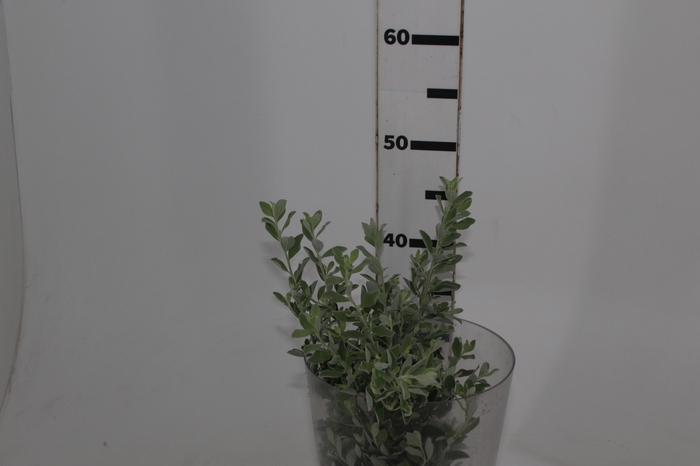 <h4>FOLHAGEM LEUCOPHYLLUM</h4>