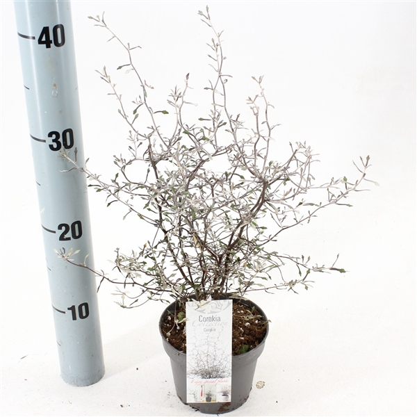 <h4>Corokia cotoneaster</h4>