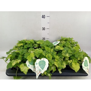 Tolmiea menziesii   ...variegated