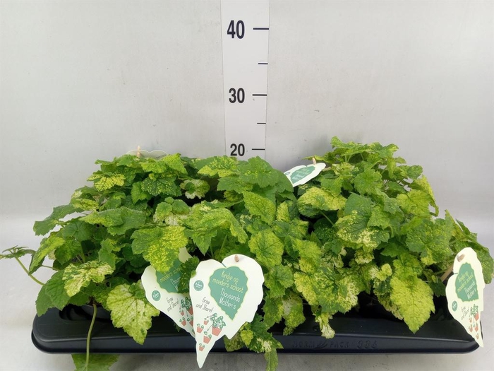 <h4>Tolmiea menziesii   ...variegated</h4>