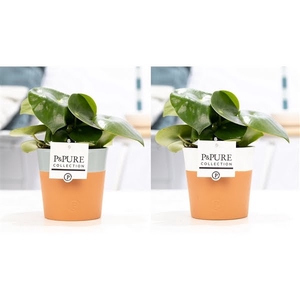 Peperomia Raindrop in P&PURE Terra Cotta 4 ass.2