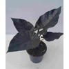 ALOCASIA X AMAZONICA p12