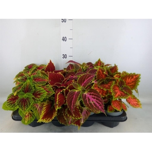 Plectranthus col.   ...mix