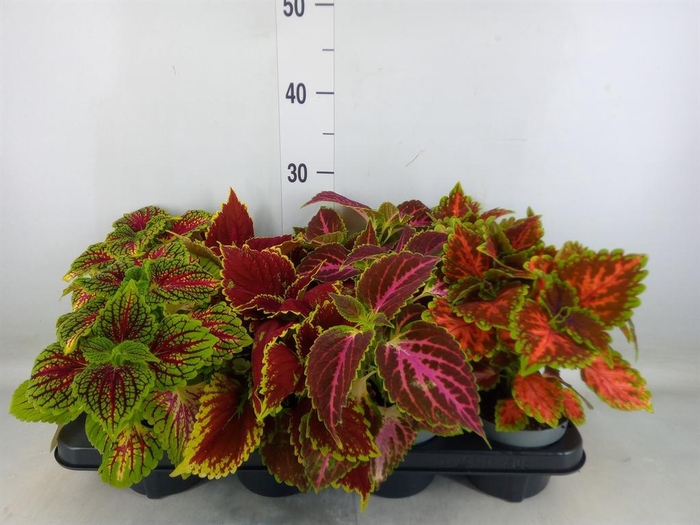 <h4>Plectranthus col.   ...mix</h4>
