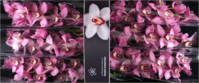 <h4>Cymbidium Sky Screper Doos</h4>