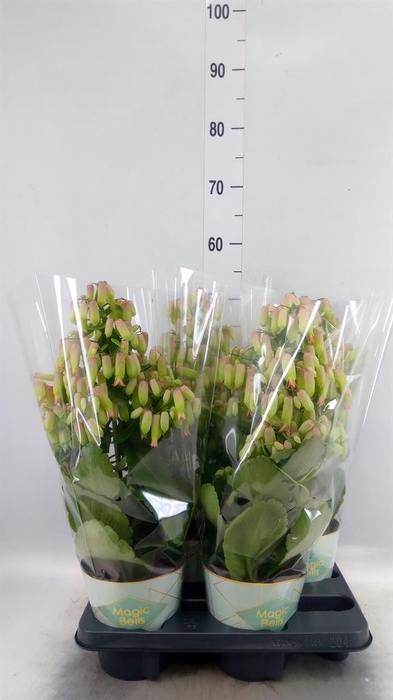 <h4>Kalanchoe  'Magic Bell'</h4>