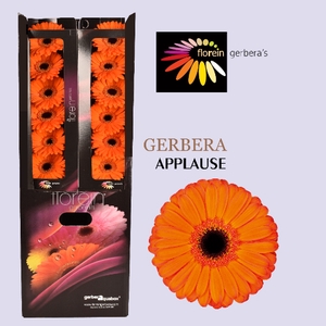 Gerbera Applause Aquabox