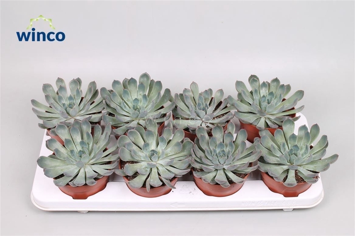 Echeveria Pulidonis Grey