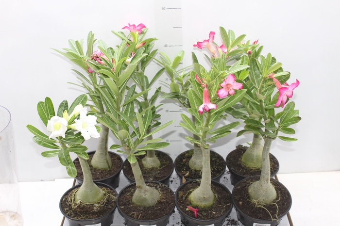 <h4>ROSA DO DESERTO P15 COM FLOR</h4>