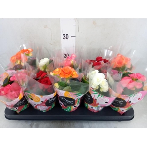 Begonia elat. DU   ...mix