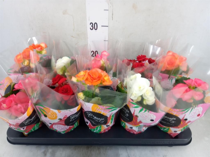 <h4>Begonia elat. DU   ...mix</h4>