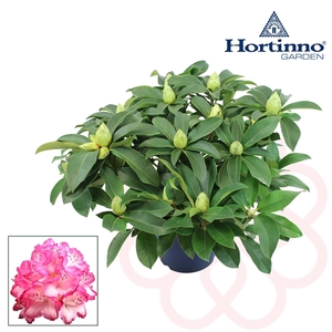 Hortinno® Garden XXL The Original groen 50 - 60 cm