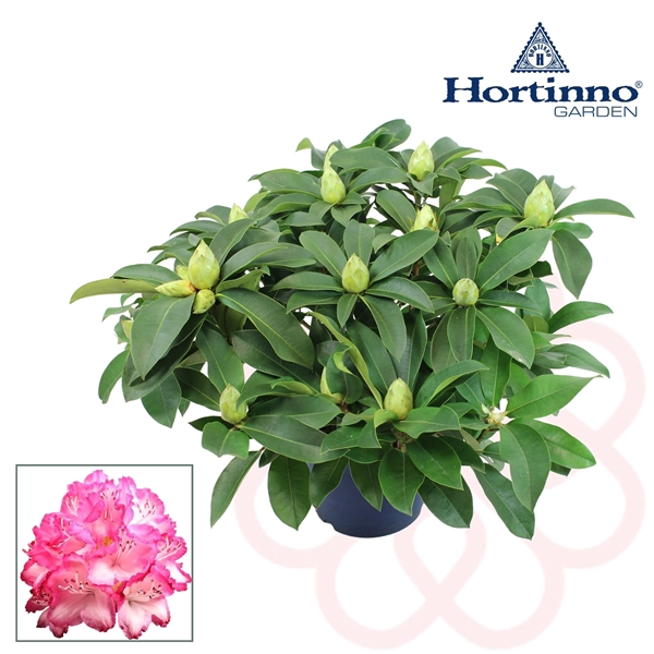 <h4>Hortinno® Garden XXL The Original groen 50 - 60 cm</h4>