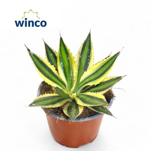 Agave ssp. Mediopicta