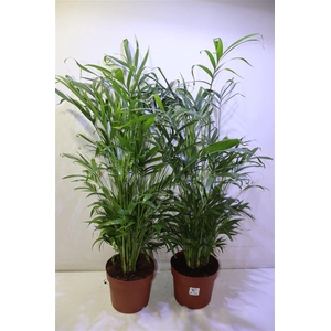 arr8 Chamaed Cataractarum