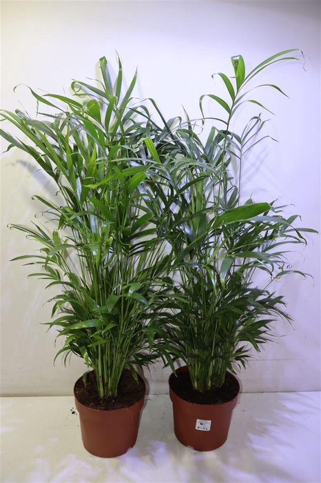 <h4>arr8 Chamaed Cataractarum</h4>