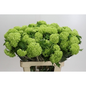 Viburnum Opulus Roseum