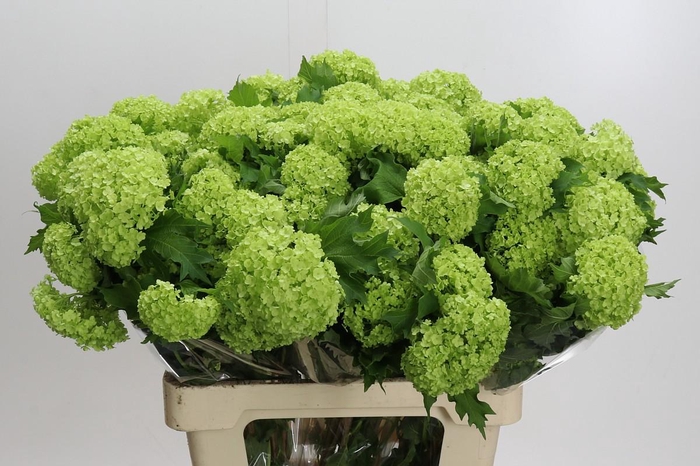 <h4>Viburnum Opulus Roseum</h4>